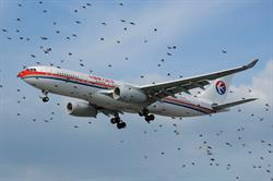 How Dangerous Are Bird Strikes to Planes? How Dangerous Are Bird Strikes to Planes?